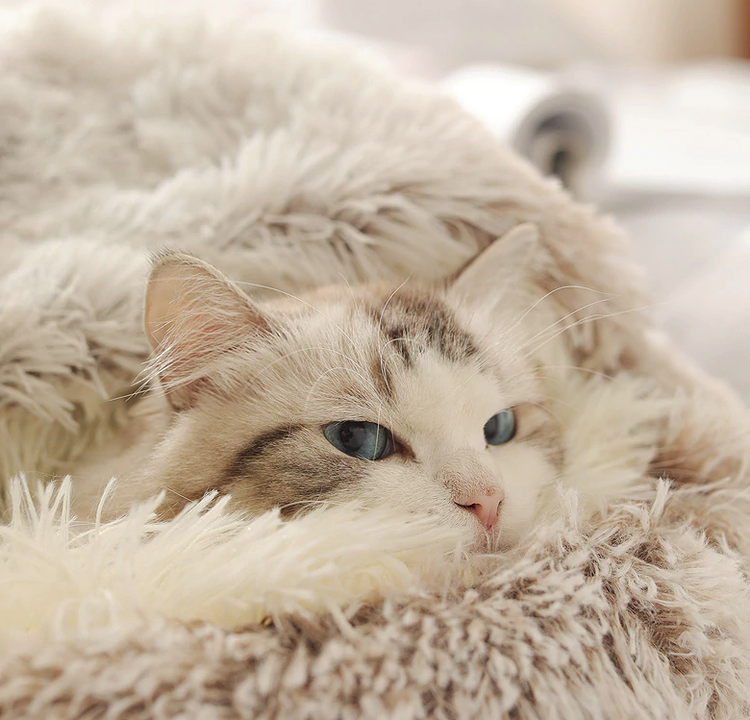 Maison Douce pour Chien et Chat